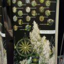 Cannafest 2019 - All-focus