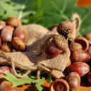 Podzimní dekorace - Podzimní dekorace
