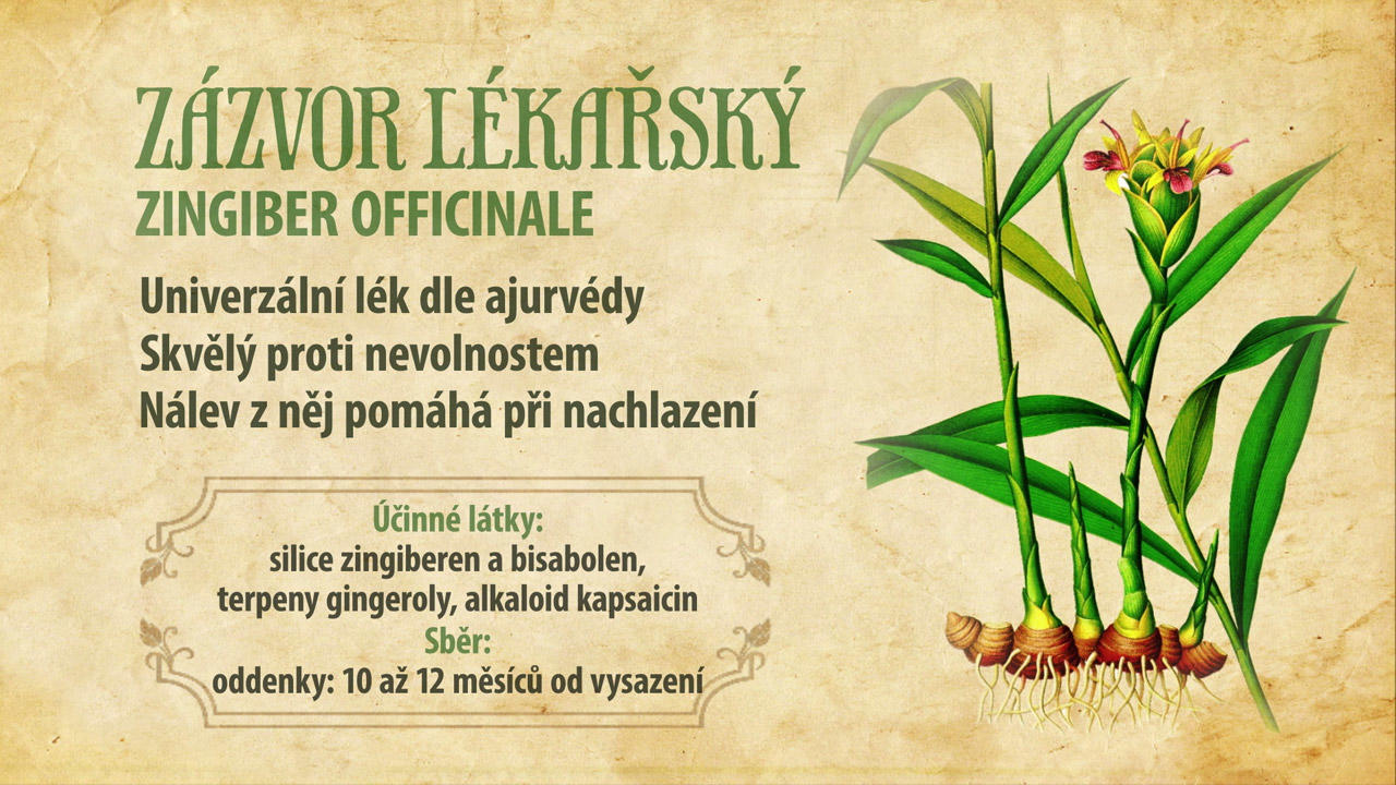 Obrázek #9 z 13
