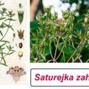 Malý domácí lexikon 12 - 24_saturejka