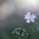 Intimní život rostlin - 4 33.jpg.a3015