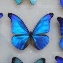 Motýlek - Motýl rodu Morpho – ilustrační foto