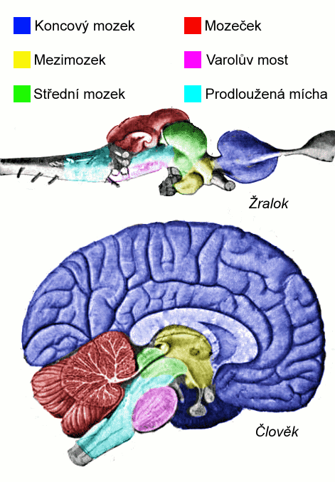 Obrázek #7 z 7
