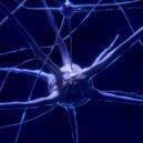Mozek – nejvýkonnější počítač a podstata naší osobnosti - neurony Nervové buňky