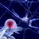 Mozek – nejvýkonnější počítač a podstata naší osobnosti - neurony nerv Nervové buňky
