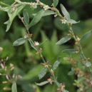 Léčitel Jan Mikolášek - 260px-Polygonum_aviculare_4