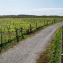 Nové pražské lesy 2019 - 2b arbor