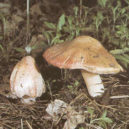 Retro rady hospodyňkám_9 -