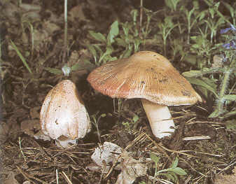 Obrázek #5 z 10