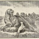 Rudyard Kipling - Bílý lachtan, ilustrace z roku 1895 – wikipedie