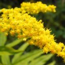 Léčitel Jan Mikolášek - Canadian_Goldenrod_(Solidago_canadensis)_(10169466724)