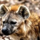 Hyeny - Hyena 2