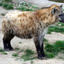 Hyeny - Hyena skvrnitá