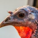 Opeřenec z indiánských bájí - divoká krůta