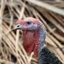 Opeřenec z indiánských bájí - jedna z vyšlechtěných odrůd krůty