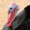 Opeřenec z indiánských bájí - divoký krocan nezapře dinosauří předky