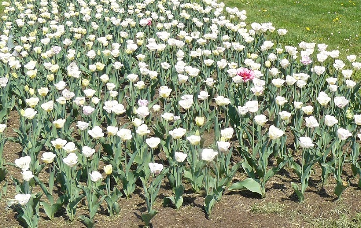 záhon tulipánů