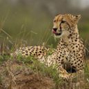 Joy a Elsa - 800px-Cheetah_(Acinonyx_jubatus)_female_2