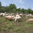 Péče o přírodu a krajinu v CHKO Brdy vyšla loni na 3,5 milionu - 82935506_10157471117924733_562749554542247936_o