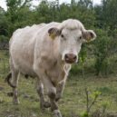 Péče o přírodu a krajinu v CHKO Brdy vyšla loni na 3,5 milionu - 82983134_10157471117654733_1799423501241679872_o