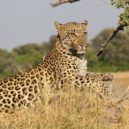 Joy a Elsa - African_Leopard_5