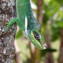 Anaolis - Anolis equestris