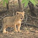 Joy a Elsa - Asiatic_Lion_Cub – kopie