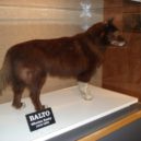Togo a Balto - Balto