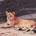 Joy a Elsa - Elsa_the_Lioness
