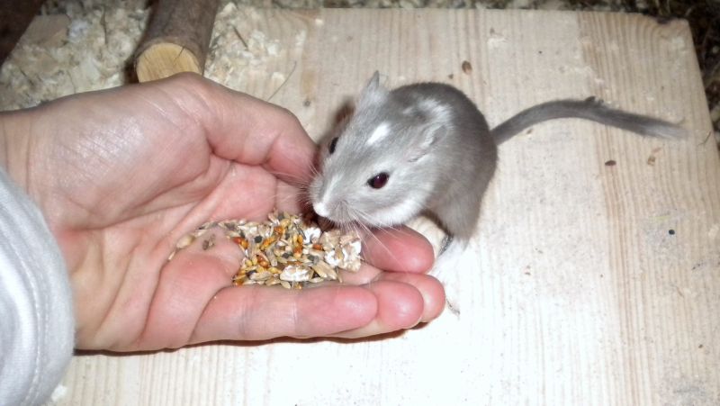 Nenároční pískomilové nemilují jen písek, ale i své kamarády chovatele
