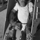 Šimpanzí kosmonaut Ham - Ham 31. ledna 1961, před jeho letem do vesmíru – wikipedia