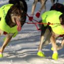 Togo a Balto - pes Iditarod