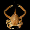 Krabi a sasanky - Krab