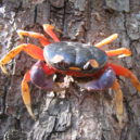 Krabi a sasanky - Krab