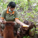 Orangutan - mlade orangutan