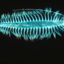Žralok - Kroužkovec-zooplankton