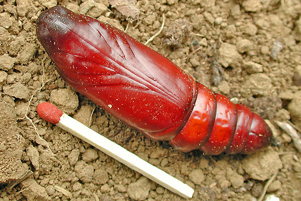 Obrázek #2 z 8
