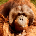 Orangutan - Orangutan