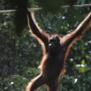 Orangutan - Orangutan