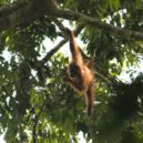Orangutan - Orangutan