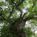 Sv. Pavel - Plane tree of Saint Paul in front of the church of St. Nektarios, the apostle is supposed to have spent a night in the hollow of the tree trunk – –