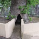 Sv. Pavel - Plane tree of Saint Paul in front of the church of St. Nektarios, the apostle is supposed to have spent a night in the hollow of the tree trunk – –