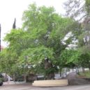 Sv. Pavel - Plane tree of Saint Paul in front of the church of St. Nektarios, the apostle is supposed to have spent a night in the hollow of the tree trunk- –