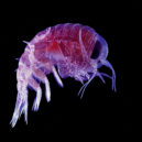 Žralok - Růžonožec-zooplankton