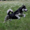 Togo a Balto - husky