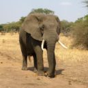 Slon africký - Slon africký