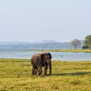 Slon africký - Slon indický