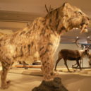 Tajemství jezer smrti - Smilodon populator