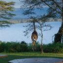 Joy a Elsa - While taking breakfast in the gardens of Elsamere Lodge, a giraffe walked across the law – 2018 – wikimedia.commons