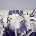 Biafra - Zebu pod přehradou Kainji – wikimedia.commons
